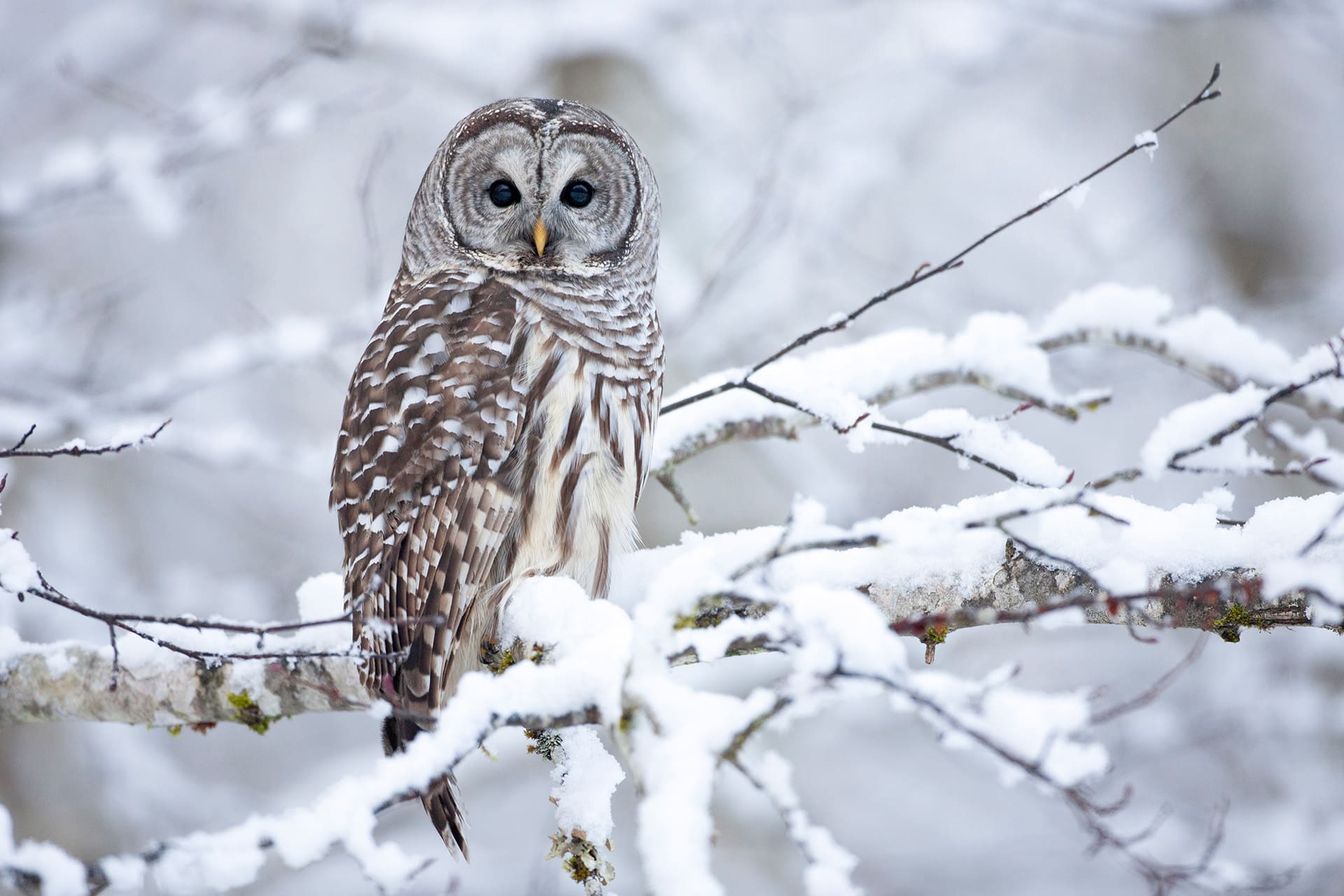 Barred Owl Photo by Brandon Broderick