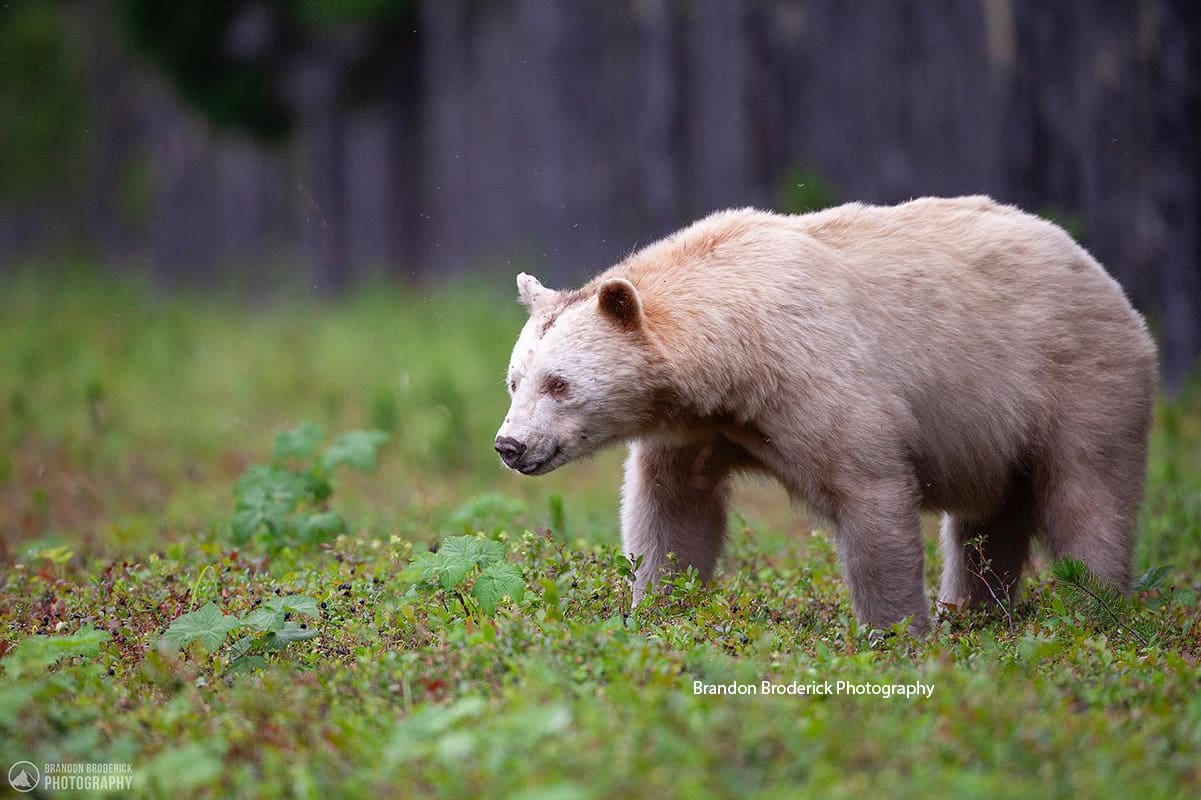 Brandon Broderick Photography Kermodei Bear