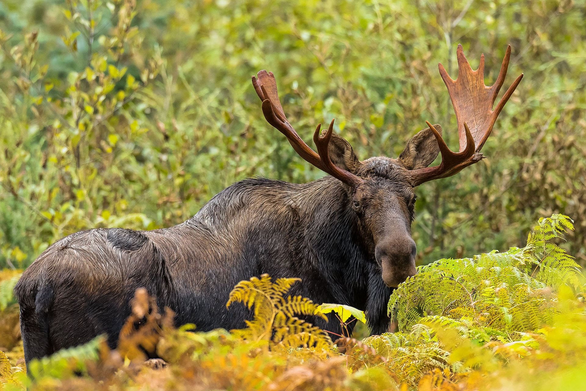 Moose Terrace BC