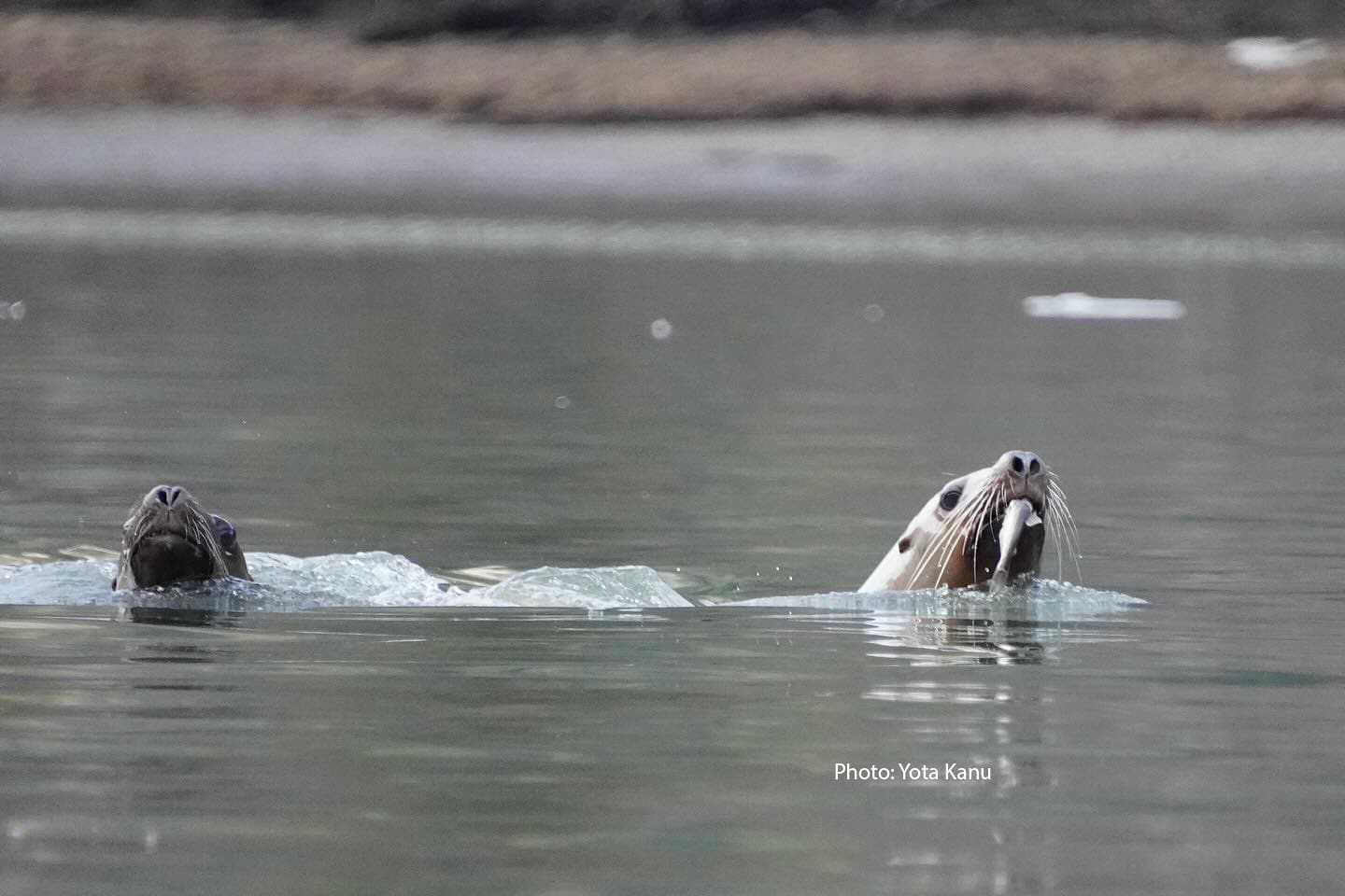 Oolichan Run Photo By Yota Kano