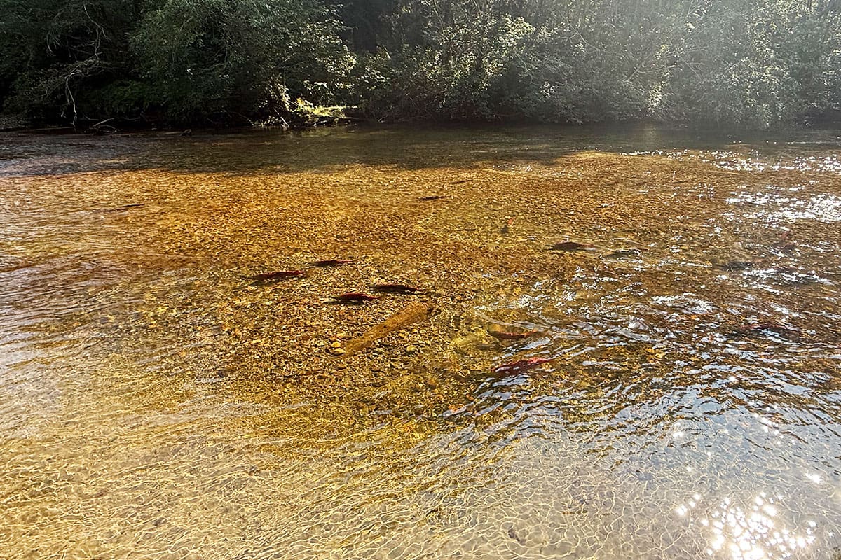 Salmon spawning at Gruchys beach